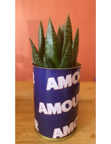 Plante - Amour