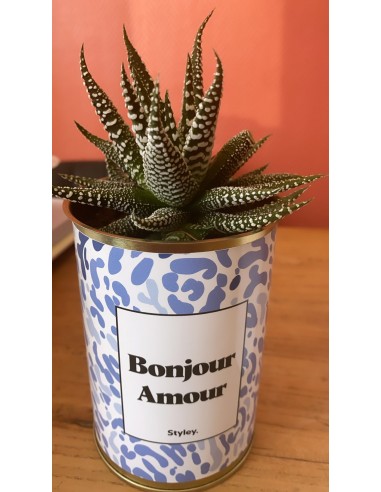 Plante - Bonjour amour